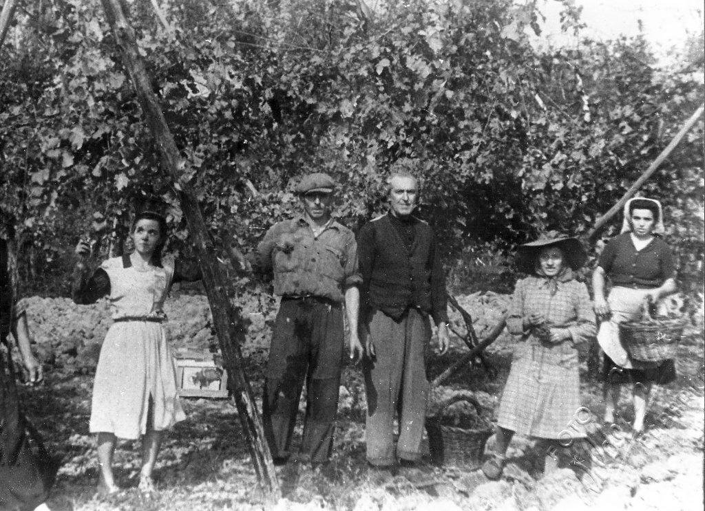 Vendemmia Catellani Nives - Mila Foroni - Ferrari Silvio - lva Fantini
