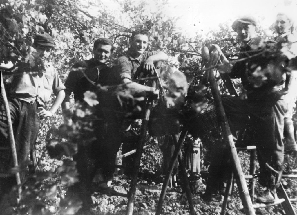 COOP AGRICOLA Davolio Nestore, Gozzi PICCOLO, Ferrari Aldo