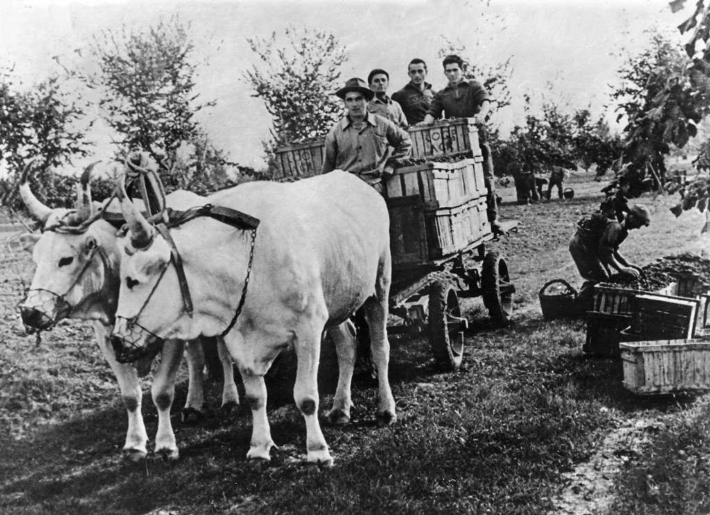 i buoi della fortinella con Ili Parmiggiani Ferrari Franco 