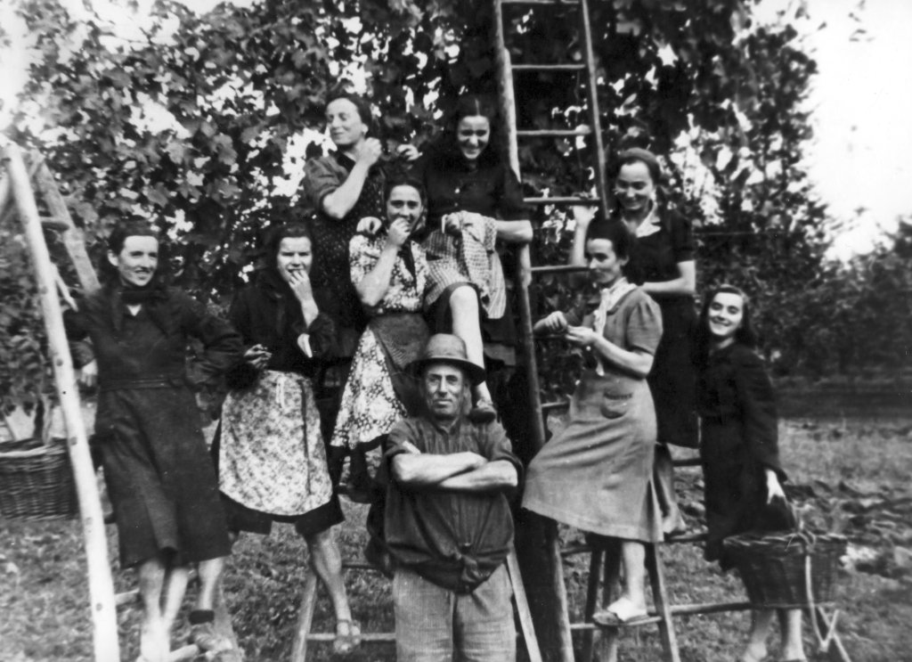 vendemmia Lambruschi Ermelinda Elena Cottafava