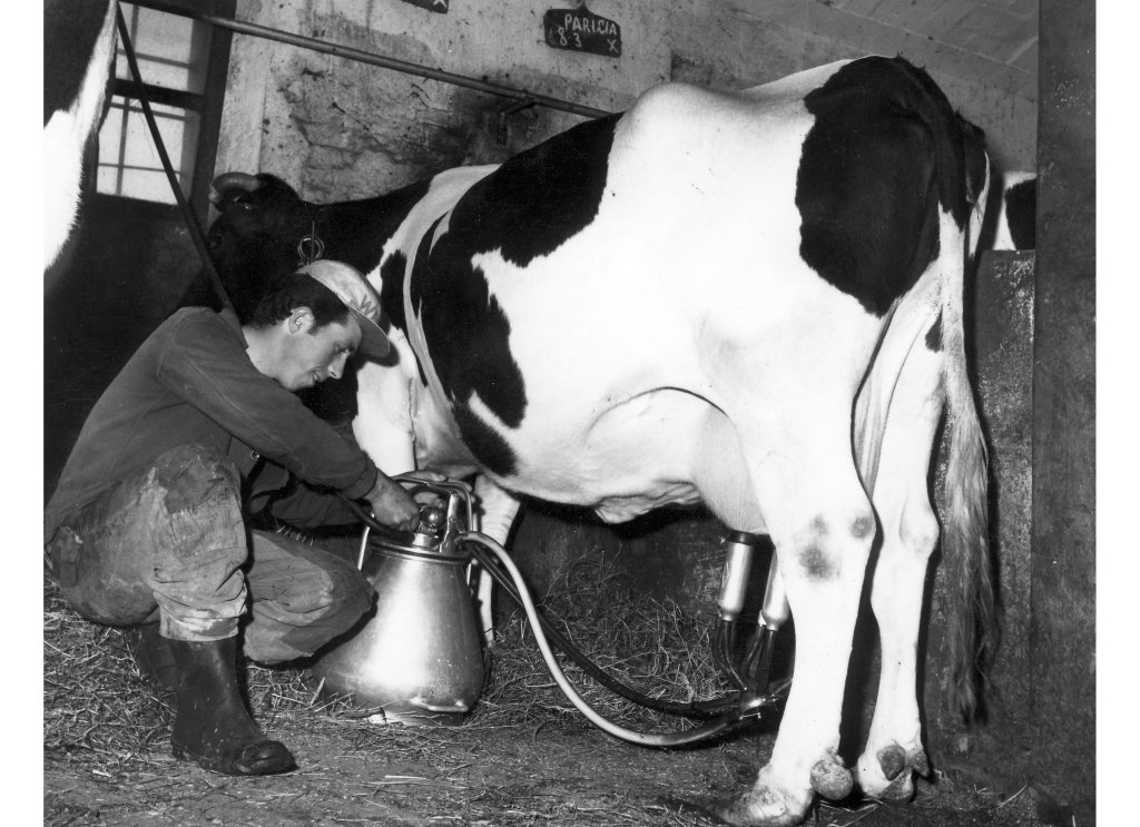 Coop Agricola anni 51-53 Mungere con mungitrice