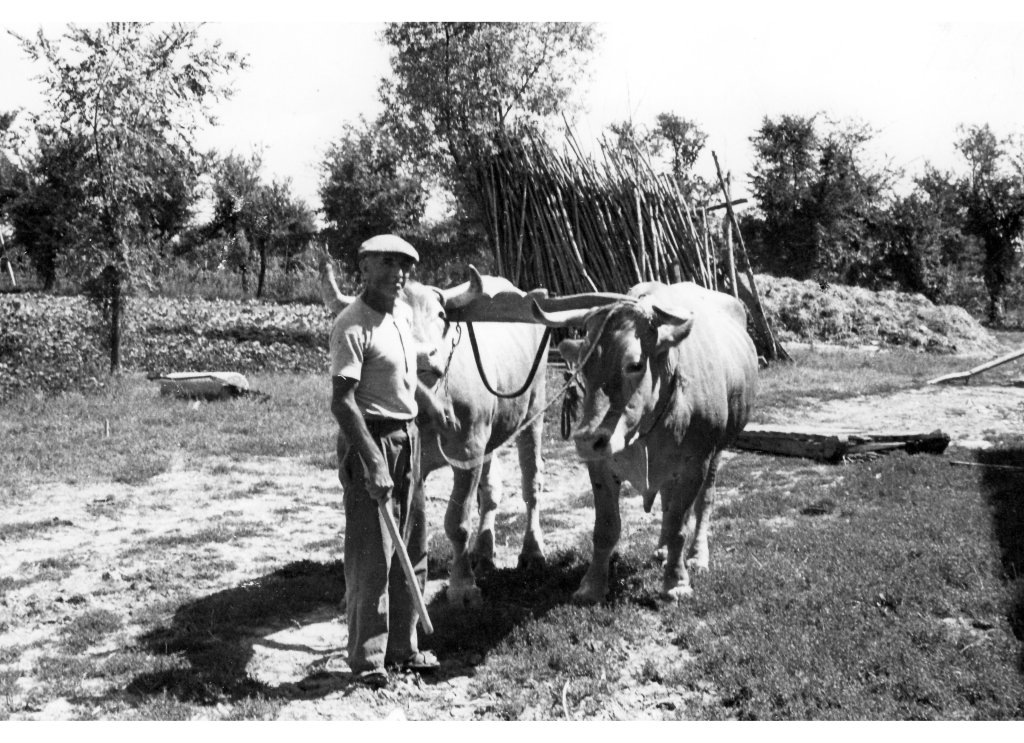 anni 51-53 le Mucche aggiogate
