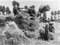 carico covoni frumento