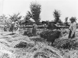 legatura dei covoni con I ligan prodotti da Barachin