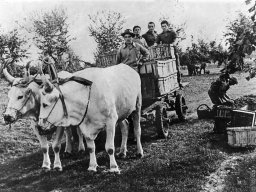 i buoi della fortinella con Ili Parmiggiani Ferrari Franco 