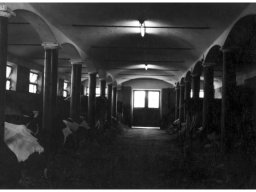 Coop Agricola 1953 la stalla della Fortinella