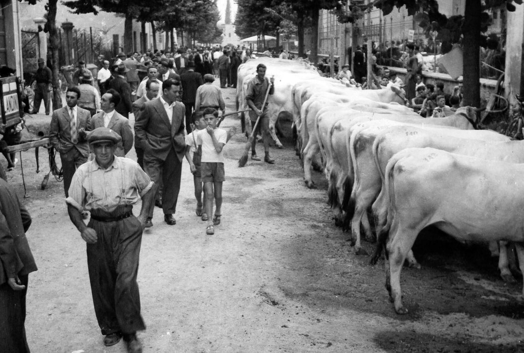 Via De Amicis - Via Battisti mostra agricola anni 50