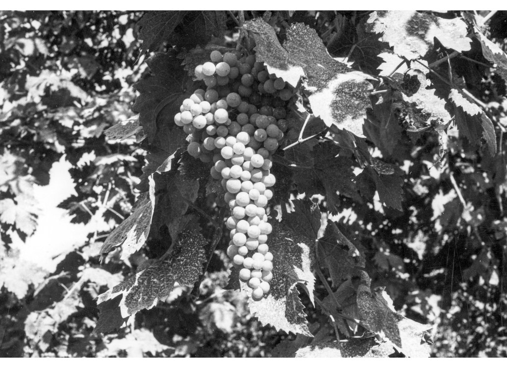 Coop Agricola anni 51-53 L'uva prodotta