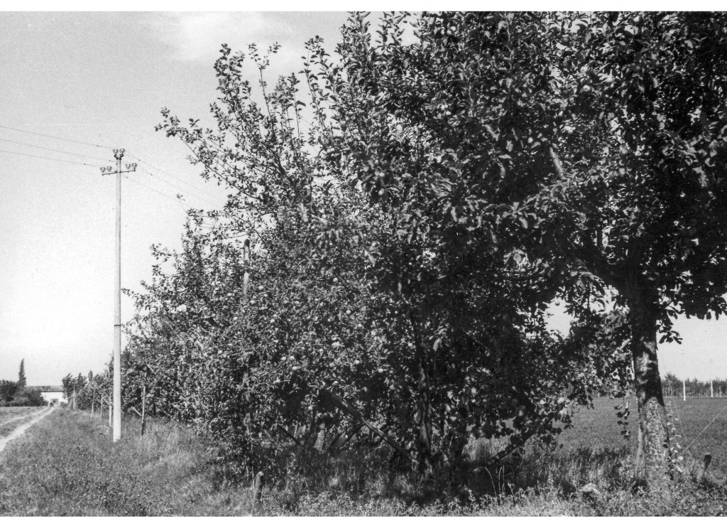 Coop Agricola anni 51-53 gli alberi da frutta