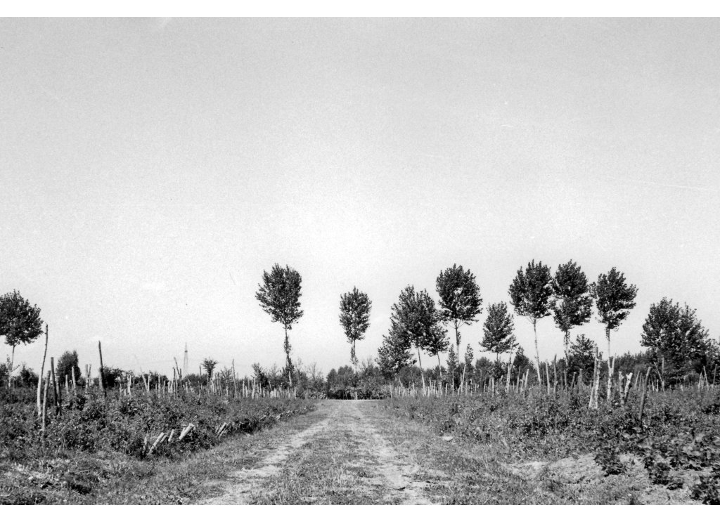 Coop Agricola anni 51-53 la Carraia