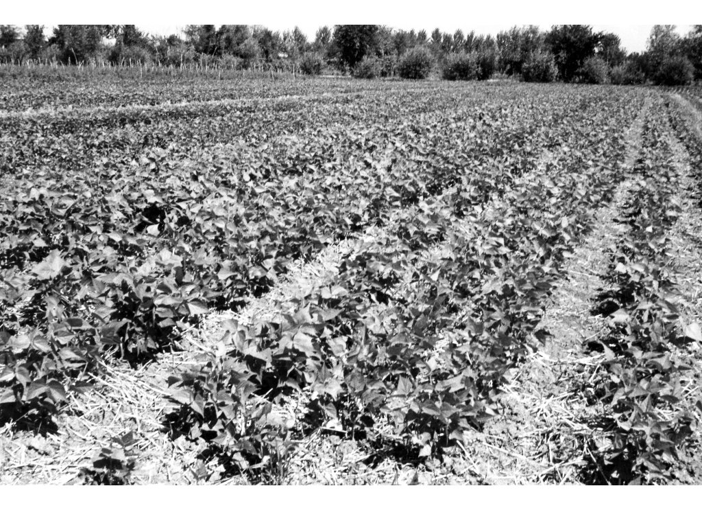 Coop Agricola anni 51-53 le coltivazioni