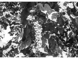 Coop Agricola anni 51-53 L'uva prodotta