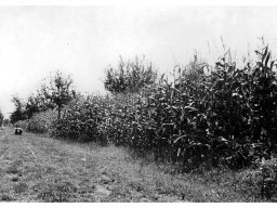 Coop Agricola anni 51-53 il Granoturco