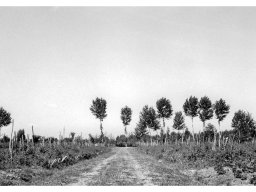 Coop Agricola anni 51-53 la Carraia