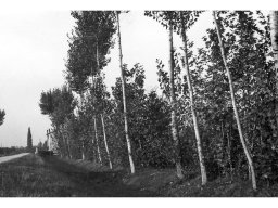 strada di campagna 1953